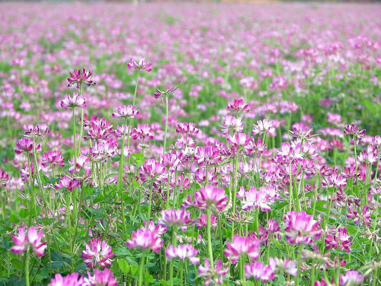 紅花草是紫云英嗎（紫云英和紅花草的區(qū)別圖片）