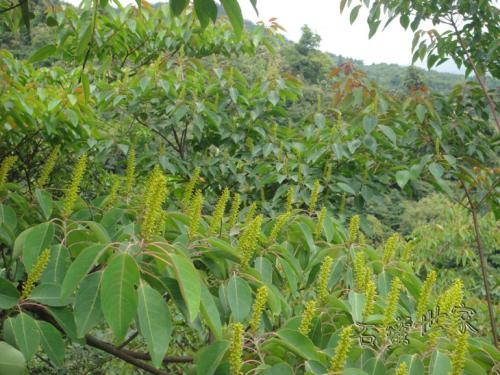 贛南地區烏桕樹什么月份開始流蜜（江西贛南主要的蜜源植物和花期介紹）