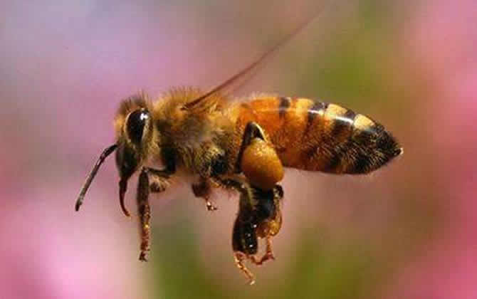 100畝花需要多少箱蜜蜂（一箱蜜蜂需要幾畝花）