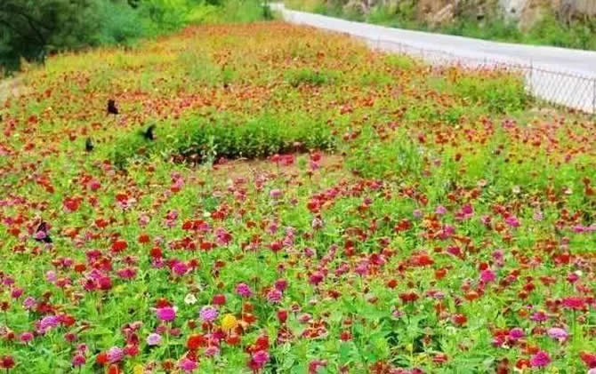 常見開花的蜜源植物有哪些？(花期、蜜粉量、流蜜規律)