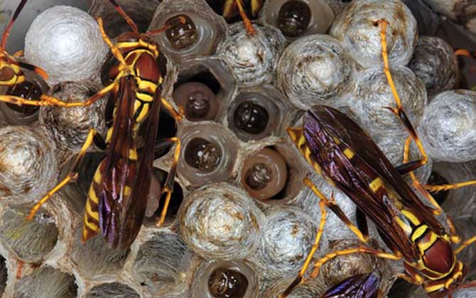 馬蜂窩怎么弄（如何除掉馬蜂窩）