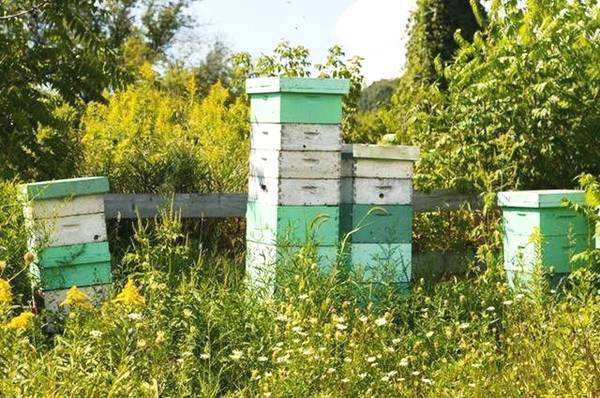 新手養(yǎng)蜂注意事項有哪些？