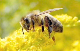 高加索蜂的盜性如何（細數(shù)高加索蜜蜂生物學(xué)特征）